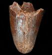 Cretaceous Fossil Crocodile Tooth - Morocco #38301-1